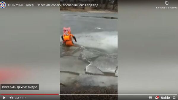 МЧС показало, как вытаскивали провалившуюся под лед собаку - Sputnik Беларусь