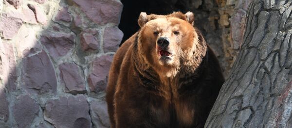 Медведи проснулись после зимней спячки - Sputnik Беларусь