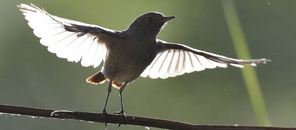 Горихвостка недалеко от Дукоры, Беларусь - Sputnik Беларусь