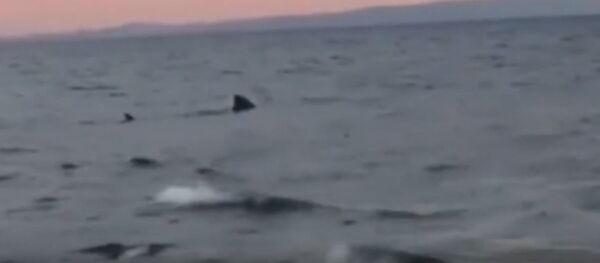 Огромная акула замечена в Эгейском море у берегов Турции - Sputnik Беларусь