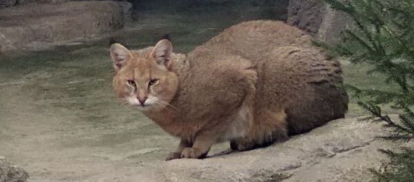 Камышовый кот Брут Камышовый кот Брут - Sputnik Беларусь