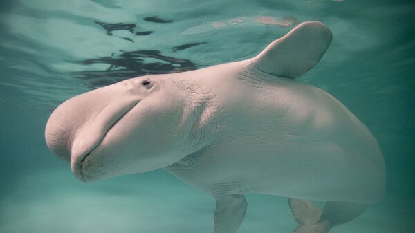 Белый дельфин (белуха) - Sputnik Беларусь
