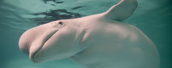 Белый дельфин (белуха) - Sputnik Беларусь