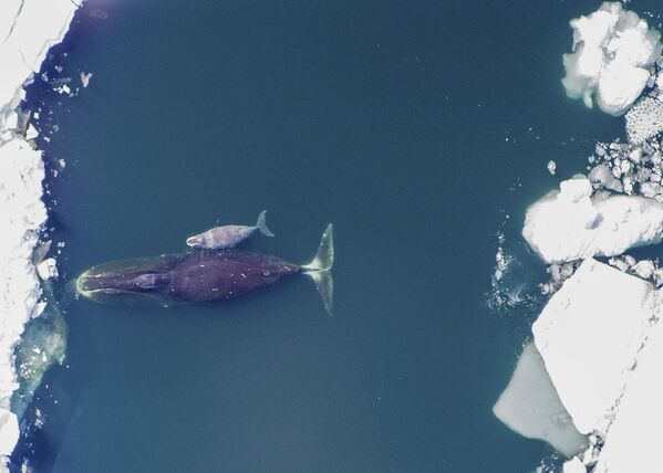 Гренландский кит с детенышем в Северном Ледовитом океане. По весу этот величественный кит уступает лишь синему киту – около 100 тонн, а их возраст может достигать 200 лет. В глубинах Северного Ледовитого океана под покровом полярной ночи гренландские киты... поют. Это их любимое занятие. - Sputnik Беларусь