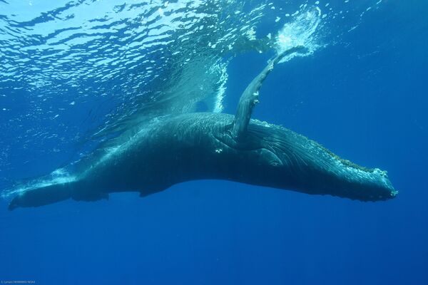 Горбатый кит весит около 30 тонн при длине в 13-14 метров. Горбатые киты тоже знамениты своим вокальным репертуаром. Хотя самки горбачей издают разнообразные звуки, продолжительные и мелодичные песни исполняют только самцы. Песня горбача может продолжаться до 35 минут и повторяться на протяжении часов и даже дней. Ученые доказали, что эти песни обладают определенным синтаксисом, состоят из слов и слогов, объединенных в предложения. - Sputnik Беларусь