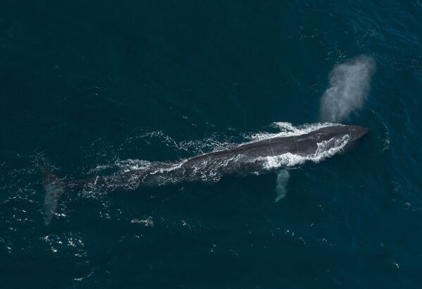 Синий кит – самое большое животное на планете. Его длина достигает 33 метров, а масса может превышать 150 тонн. У гиганта очень плохое зрение и обоняние, и, вероятно, отсутствует вкус, зато хорошо развиты слух и осязание. Ученые предполагают, что синие киты могут обмениваться информацией на расстоянии до 33 километров. - Sputnik Беларусь