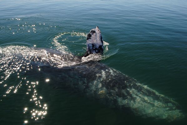 Серый кит в лагуне Заячий глаз в штате Южная Нижняя Калифорния. Серый кит считается одним из древнейших млекопитающих. Предположительно, возраст этого вида – около 30 миллионов лет.  - Sputnik Беларусь