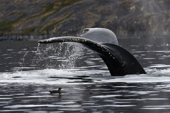 Серый кит в проливе Сенявина у острова Ыттыгран в Чукотском автономном округе. Эти киты меньше остальных современников утратили связь с землей: они держатся у побережья и размножаются в мелководных заливах. Вес взрослой особи может достигать 35 тонн, а длина – 15 метров. - Sputnik Беларусь