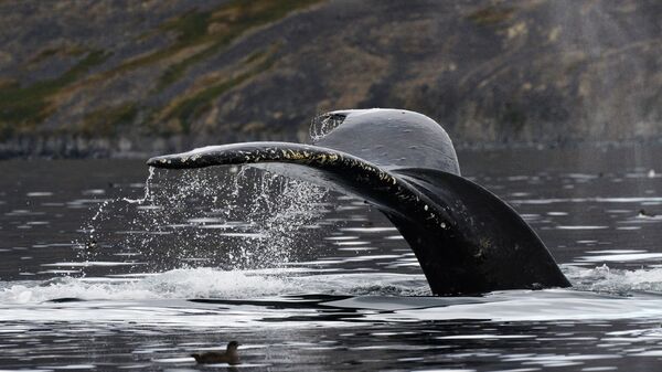 Серый кит в проливе Сенявина у острова Ыттыгран в Чукотском автономном округе - Sputnik Беларусь
