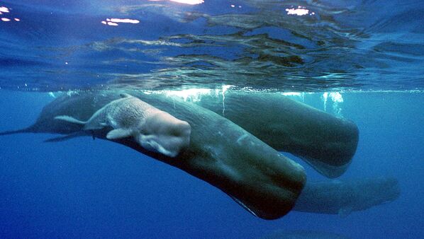 Кашалоты – крупнейшие из зубатых китов. Они растут всю жизнь, поэтому чем старше кит, тем он крупнее. Вес самцов может достигать 50 тонн, а длина – 20 метров, самки значительно уступают им по размерам. - Sputnik Беларусь