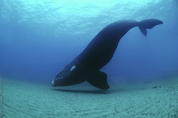 Южный кит у Оклендских островов в Тихом океане. Сейчас этих китов можно часто встретить у берегов Аргентины. Они не боятся подплывать к туристическим катерам. - Sputnik Беларусь