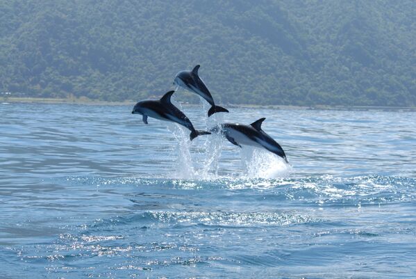 Существует примерно 40 видов дельфинов: темные, афалины, белобочка, гринды, пестрые и другие. Все они относятся к семейству зубатых китов. - Sputnik Беларусь