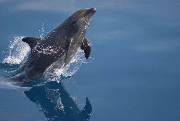 Словарный запас обыкновенного дельфина – до 14 000 звуковых сигналов. Более того, у дельфина в два раза больше извилин в коре головного мозга, чем у человека. Дельфины общаются между собой, имеют социальное сознание и проявляют эмоциональное сочувствие, готовность помочь новорожденным и больным, выталкивая их на поверхность воды. Трудно представить, что кто-то может обидеть такое прекрасное животное, но тем не менее некоторые виды и подвиды дельфиновых находятся на грани исчезновения. - Sputnik Беларусь