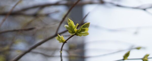 Ветви весной Ветви весной - Sputnik Беларусь