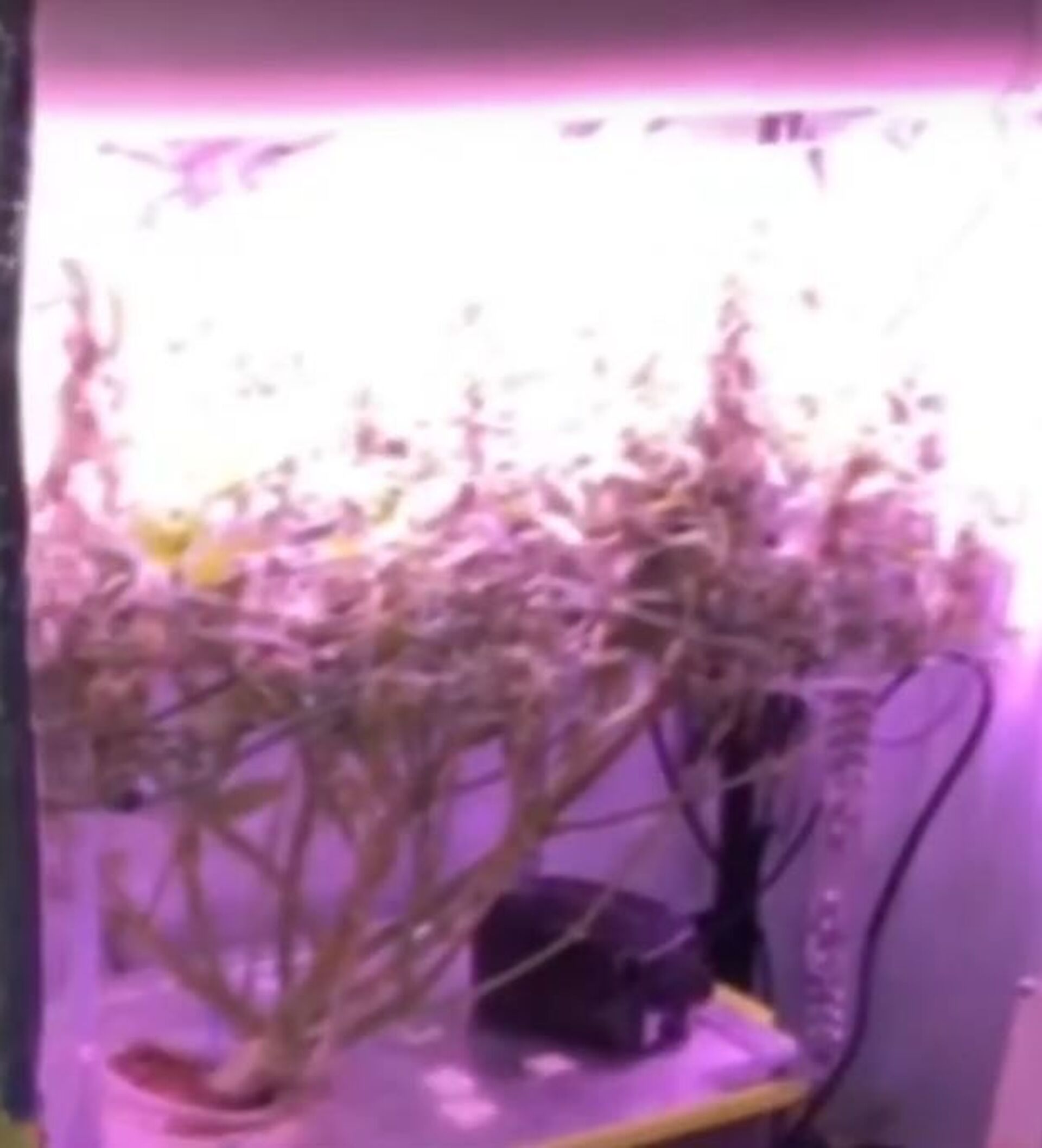 Шкаф для выращивания марихуаны ли ру марихуана