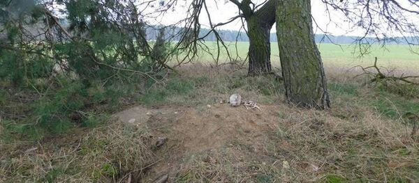 Лиса выкопала в Брестском районе человеческие кости - Sputnik Беларусь