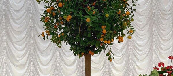 У Лукашенко во Дворце независимости выросли мандарины - Sputnik Беларусь