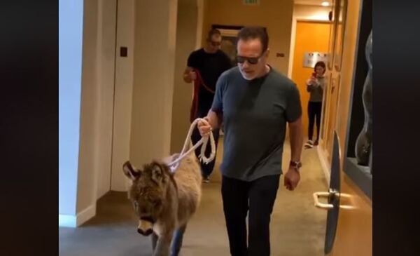 Шварценеггер пришел на работу с осликом  - Sputnik Беларусь