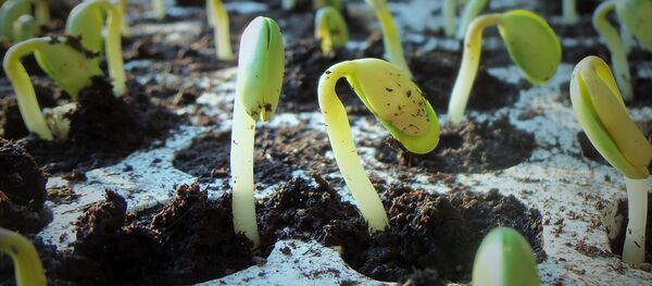 Рассада, архивное фото Рассада, архивное фото - Sputnik Беларусь