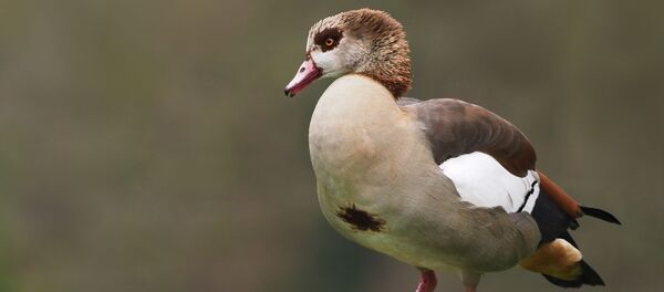 Нильский гусь  - Sputnik Беларусь