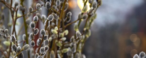 Коцікі Коцікі - Sputnik Беларусь