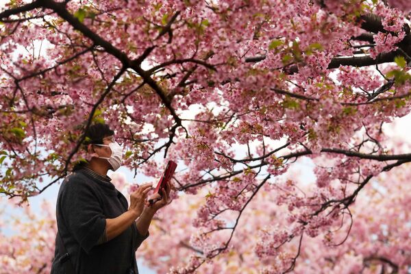 Женщина во время фотографирования цветущей вишни в Японии  - Sputnik Беларусь