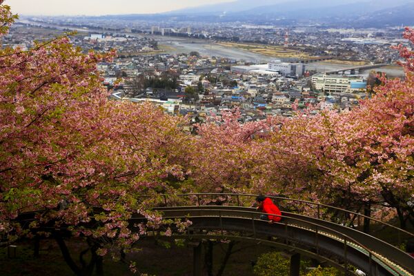 Мальчик на фоне цветущей вишни в Японии  - Sputnik Беларусь