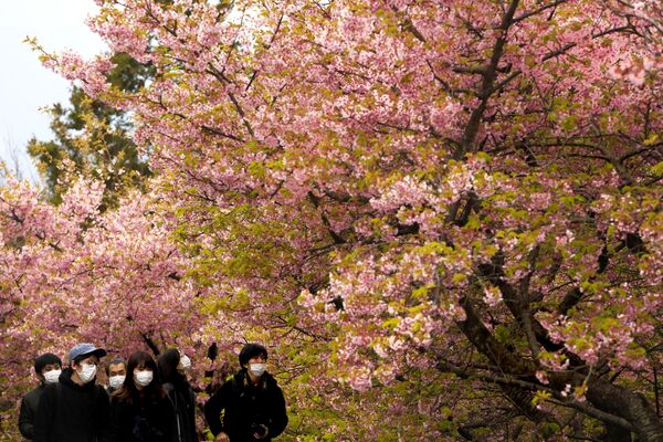 Люди в масках возле цветущей вишни в Японии  - Sputnik Беларусь