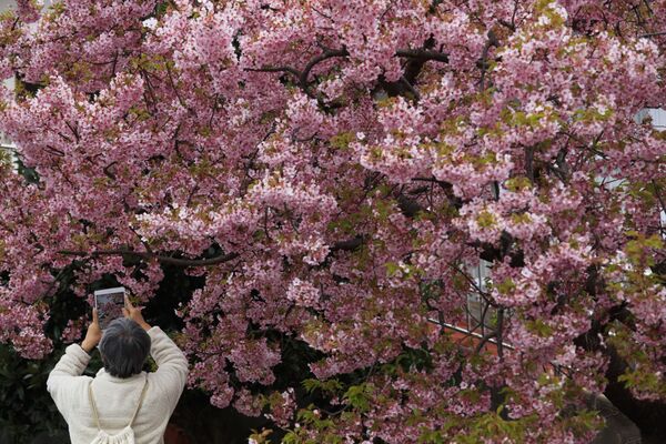 Во время цветения вишни в Мацуда, Япония - Sputnik Беларусь