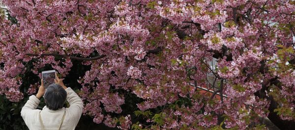 Во время фестиваля цветения вишни в Мацуда, Япония Во время фестиваля цветения вишни в Мацуда, Япония - Sputnik Беларусь