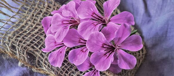 Цветы - Sputnik Беларусь