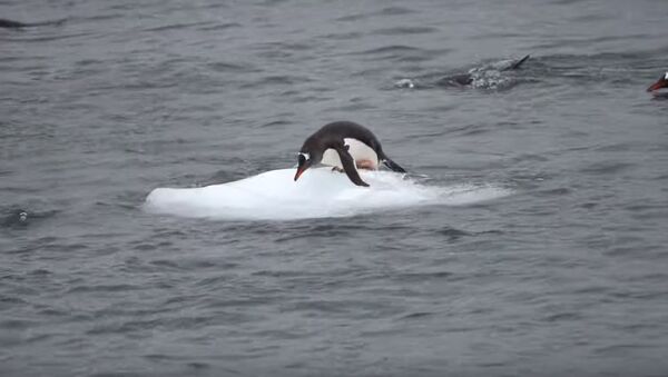 Неуклюжие пингвины на льдине стали любимцами соцсетей  - Sputnik Беларусь