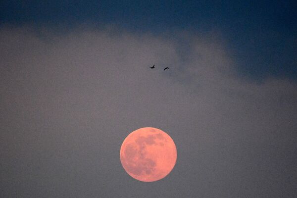 Две птицы в небе над Москвой и Луна Червя - Sputnik Беларусь