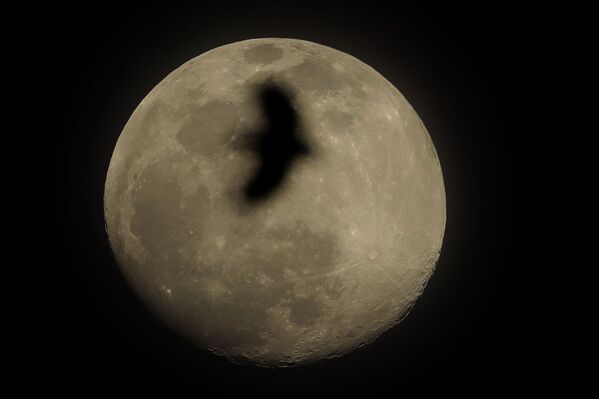 Птица на фоне полной луны в Канзас-Сити, штат Миссури - Sputnik Беларусь