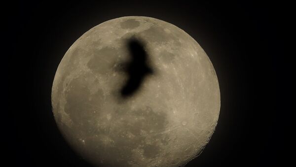 Птица на фоне полной луны в Канзас-Сити, штат Миссури - Sputnik Беларусь