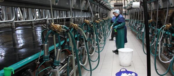 Як у беларускім калгасе зарабіць не менш, чым малады праграміст Як у беларускім калгасе зарабіць не менш, чым малады праграміст - Sputnik Беларусь