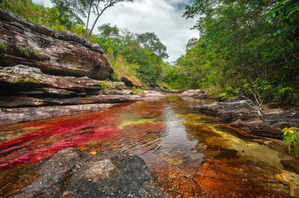 Река Каньо-Кристалес в Колумбии с кристально чистой водой знаменита яркими красочными водорослями, окрашивающими ее в разное время года в различные цвета.  - Sputnik Беларусь