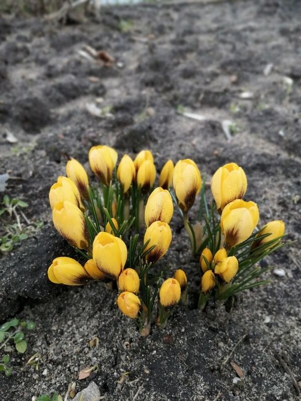 Мы не заметили весны: уже цветут тюльпаны, крокусы и перчики - Sputnik Беларусь