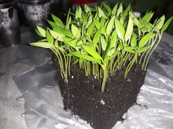 Мы не заметили весны: уже цветут тюльпаны, крокусы и перчики - Sputnik Беларусь