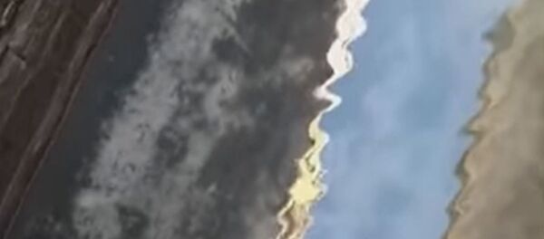 В безлюдные каналы Венеции вернулась рыба и лебеди - Sputnik Беларусь