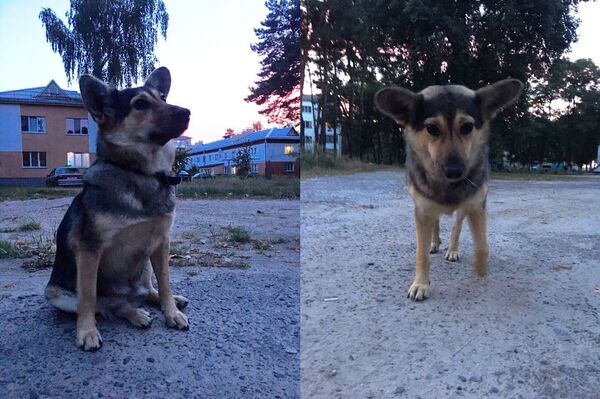 Бросили живого щенка в могильник: зоозащитники о мозырской службе отлова - Sputnik Беларусь