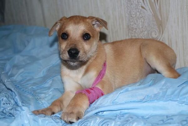 Бросили живого щенка в могильник: зоозащитники о мозырской службе отлова - Sputnik Беларусь