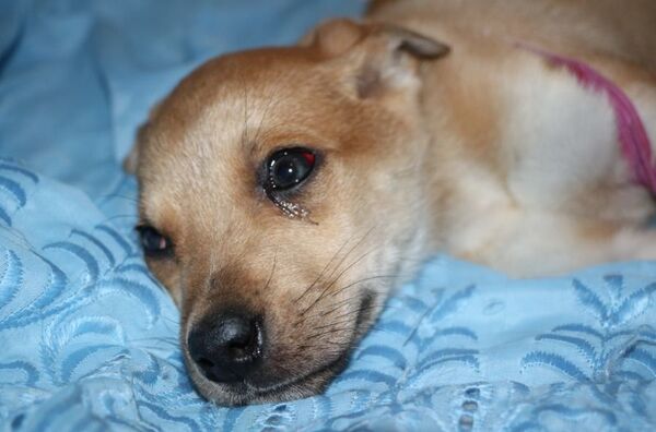 Бросили живого щенка в могильник: зоозащитники о мозырской службе отлова - Sputnik Беларусь