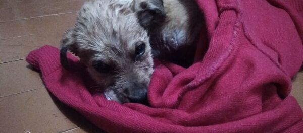 Так выглядел Бим в день спасения - его принесли домой и выкупали Так выглядел Бим в день спасения - его принесли домой и выкупали - Sputnik Беларусь