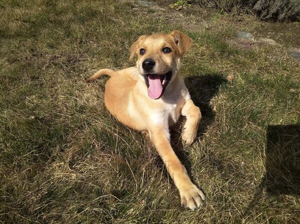 Бросили живого щенка в могильник: зоозащитники о мозырской службе отлова - Sputnik Беларусь