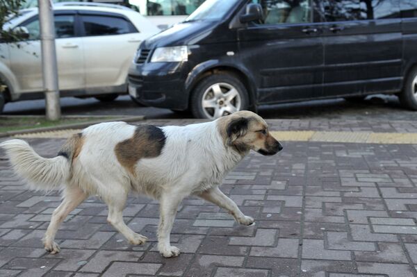 Бросили живого щенка в могильник: зоозащитники о мозырской службе отлова - Sputnik Беларусь