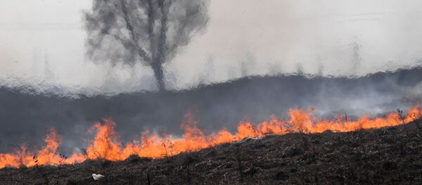 Сухая трава горит, архивное фото - Sputnik Беларусь
