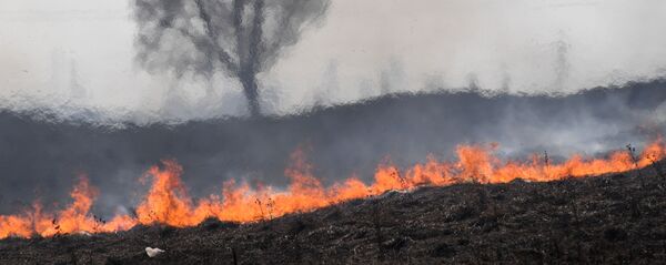 Сухая трава горит, архивное фото - Sputnik Беларусь