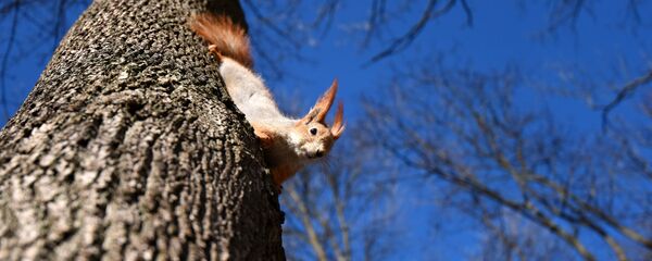 Весна в парке - Sputnik Беларусь