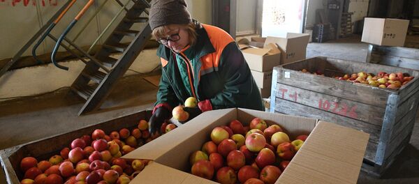 Яблоки в хранилище отлично сохранились зимой и не утратили вкусовых свойств Яблоки в хранилище отлично сохранились зимой и не утратили вкусовых свойств - Sputnik Беларусь